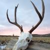 2014 Public Land Mule Deer