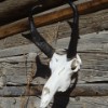 2011 Buck