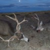 Guy's and Mike's 2011 Bucks