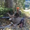 2015 Deer